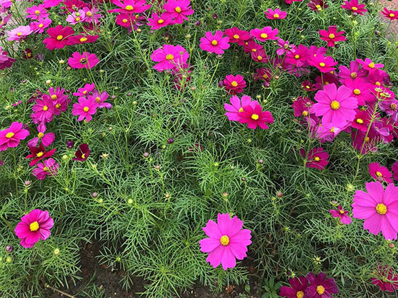 三明仿真植物-设计前台绿植